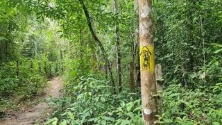 Trilha Amazônia Atlântica